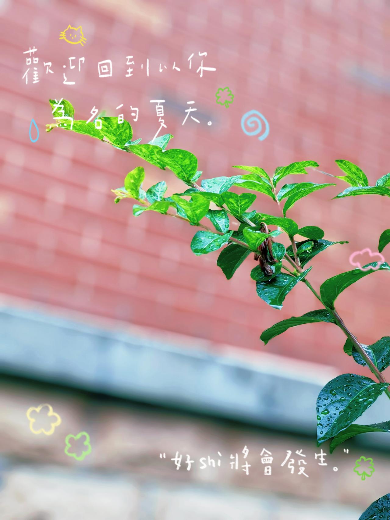 他们问我喜欢哪个季节，
于是我便想起了与你相识的夏天。
