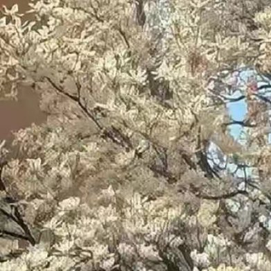 一切太匆匆，枫叶红了，果实成熟了，秋意浓，多少思量在风里徜徉，多少痴情的眷恋化为