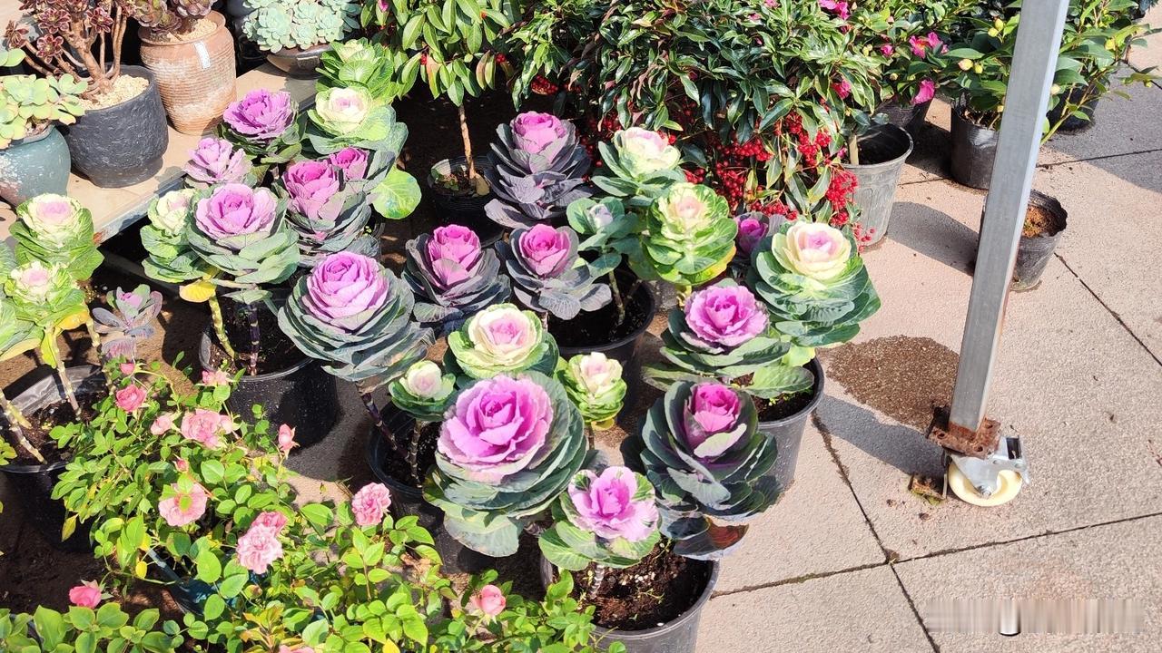 生活在五线小城市，见识了馒头的不同价格。慢慢就在晚饭后出去买便宜东西。就馒头来说