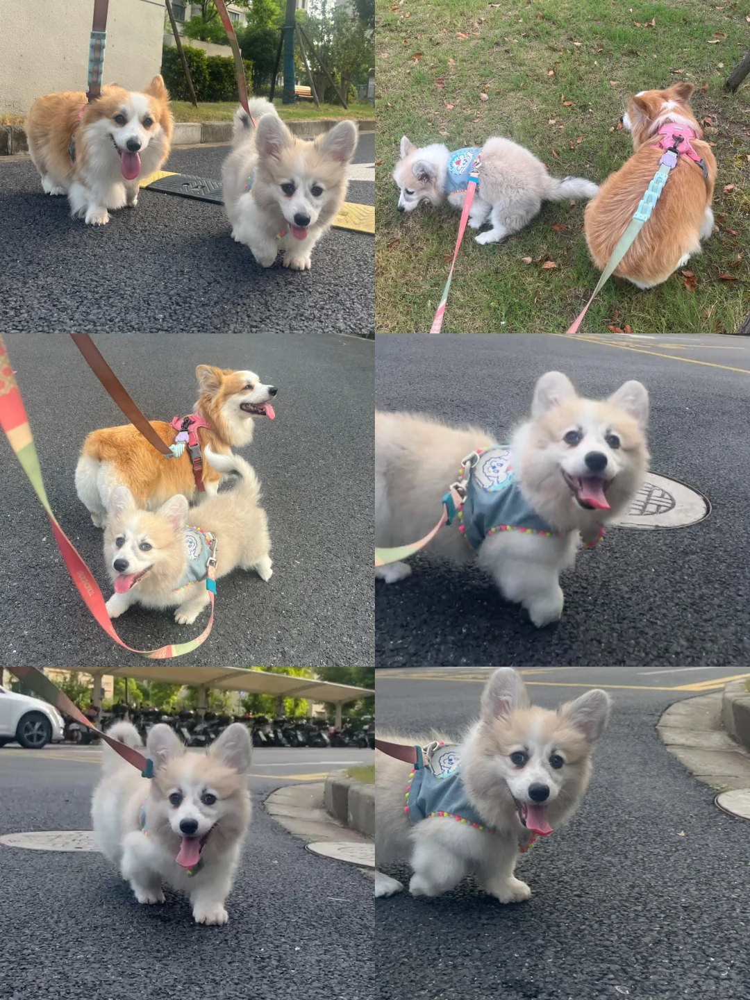 Live记录 今日遛狗打卡get