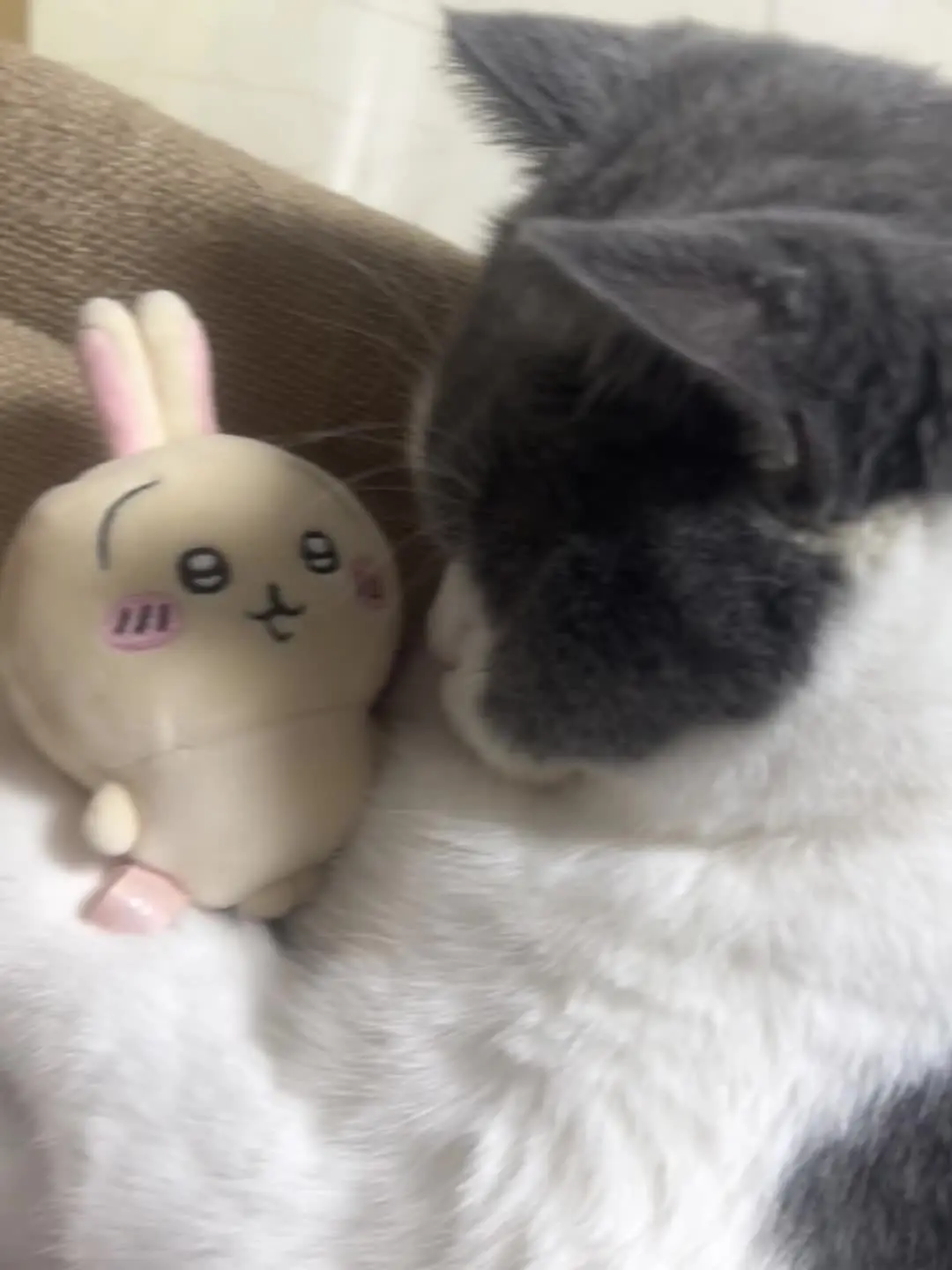 裤衩猫爱上黄兔子