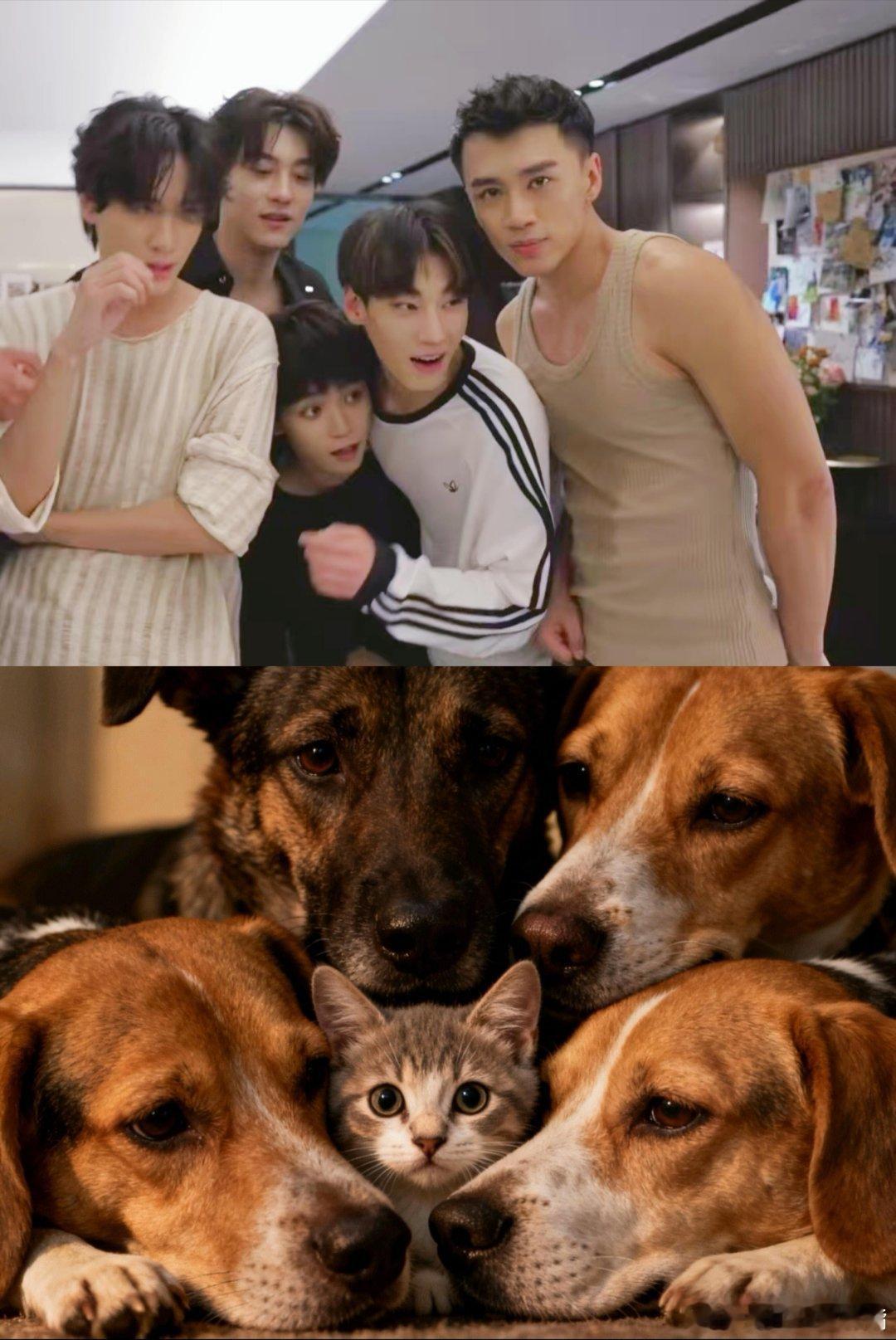 猫猫误入汪汪队，简直就是混进大狗勾里的一只小小咪其他人都在盯着摄像头，雷子你作为