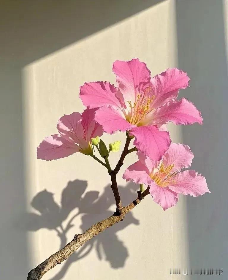 这是什么花？网上看到的，又说是紫荆花，有说是异木棉的。我在东北，看不到太多花，羡