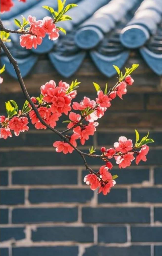 红杏因冷出院墙，
偏有人说会情郎，
花儿不语羞红面，
………请友续句………？
