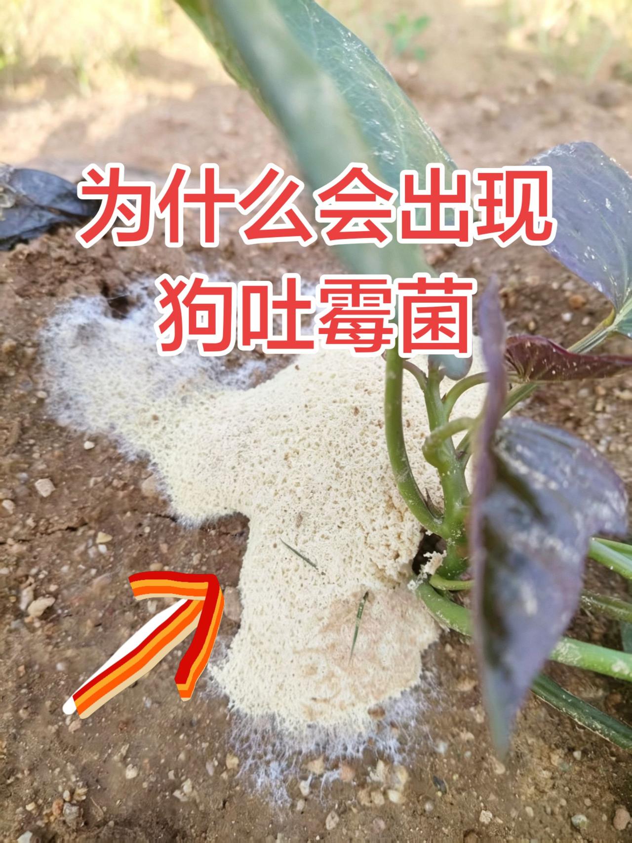 地里出现这种情况不必担心，这是黏菌（也叫粘菌），是常见的发网菌或煤色绒泡菌（俗称