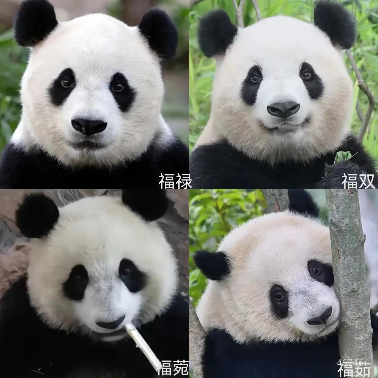 昨天得知小福茹去世了，很难受，很想骂人
说实话，我一直以为的国宝大熊猫都应该是被