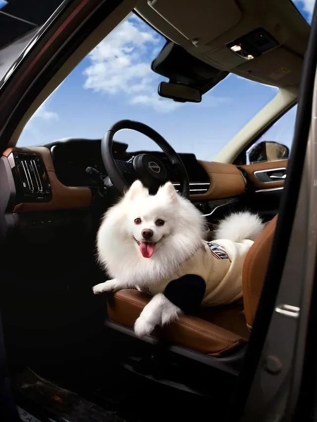 铲屎官的出行刚需被狠狠拿捏了！带宠出门不再怕打车被拒、航空箱难装，车企们把“毛孩