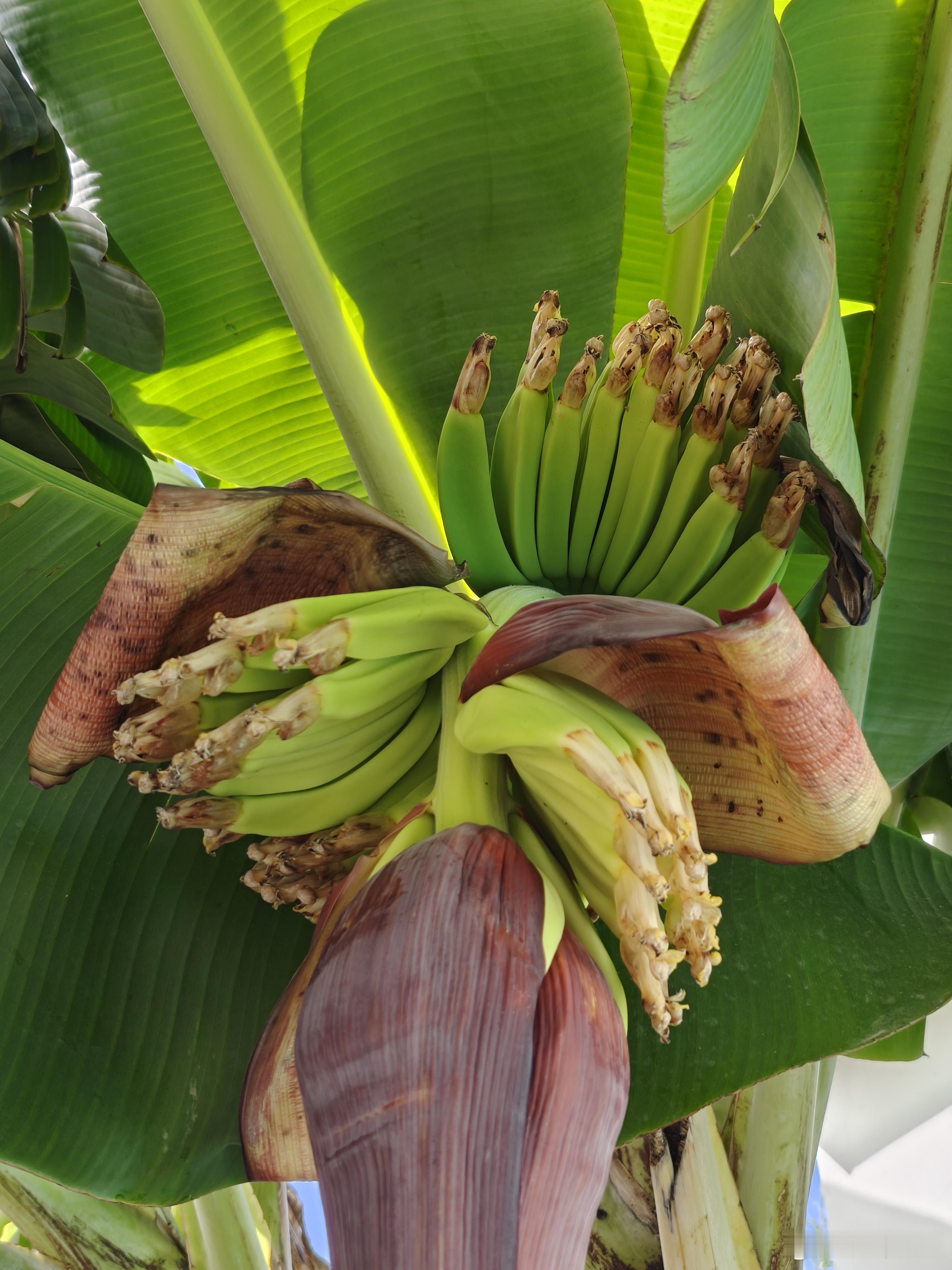 三亚这边的香蕉冬天也结，但是感觉没有夏天结的大，串数也没有那么多。 