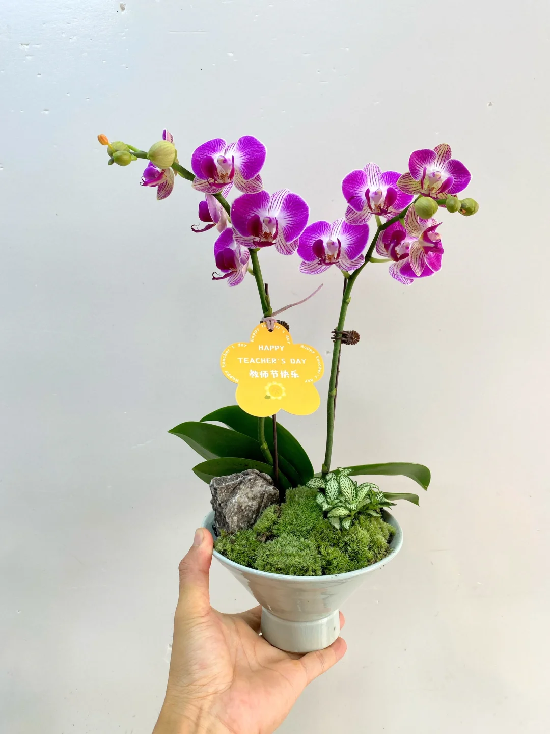 教师节伴手礼｜蝴蝶兰