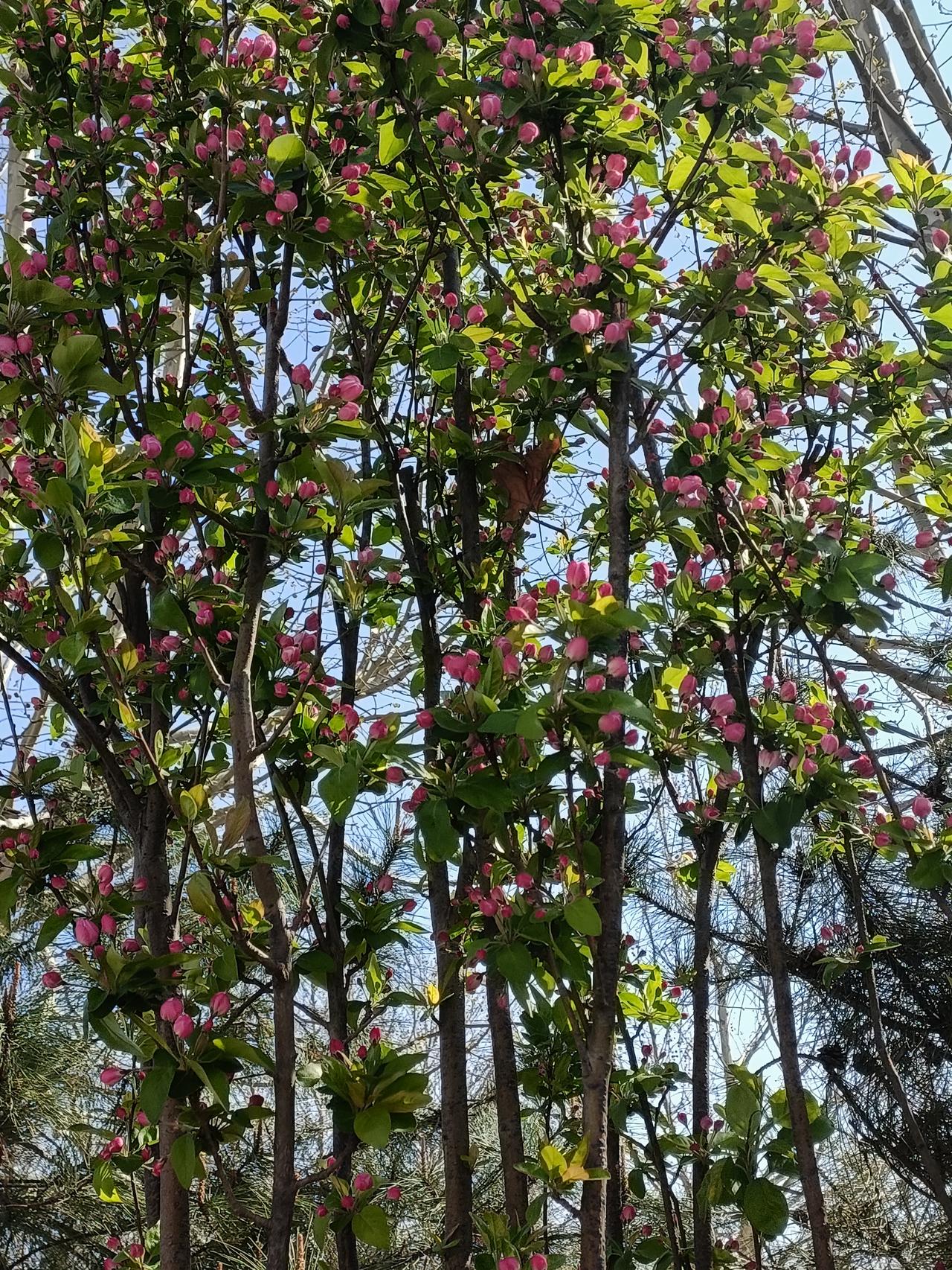 晒图笔记大赛清风吹拂，枝叶摇曳，含苞的花朵美极了，明天就会绽放
