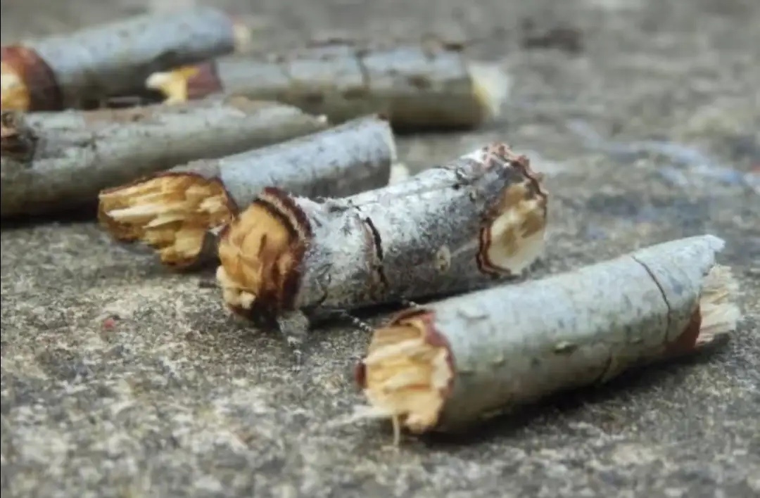 看着像一截一截的断枝，结果居然是飞蛾，真是太令人意外了！ 