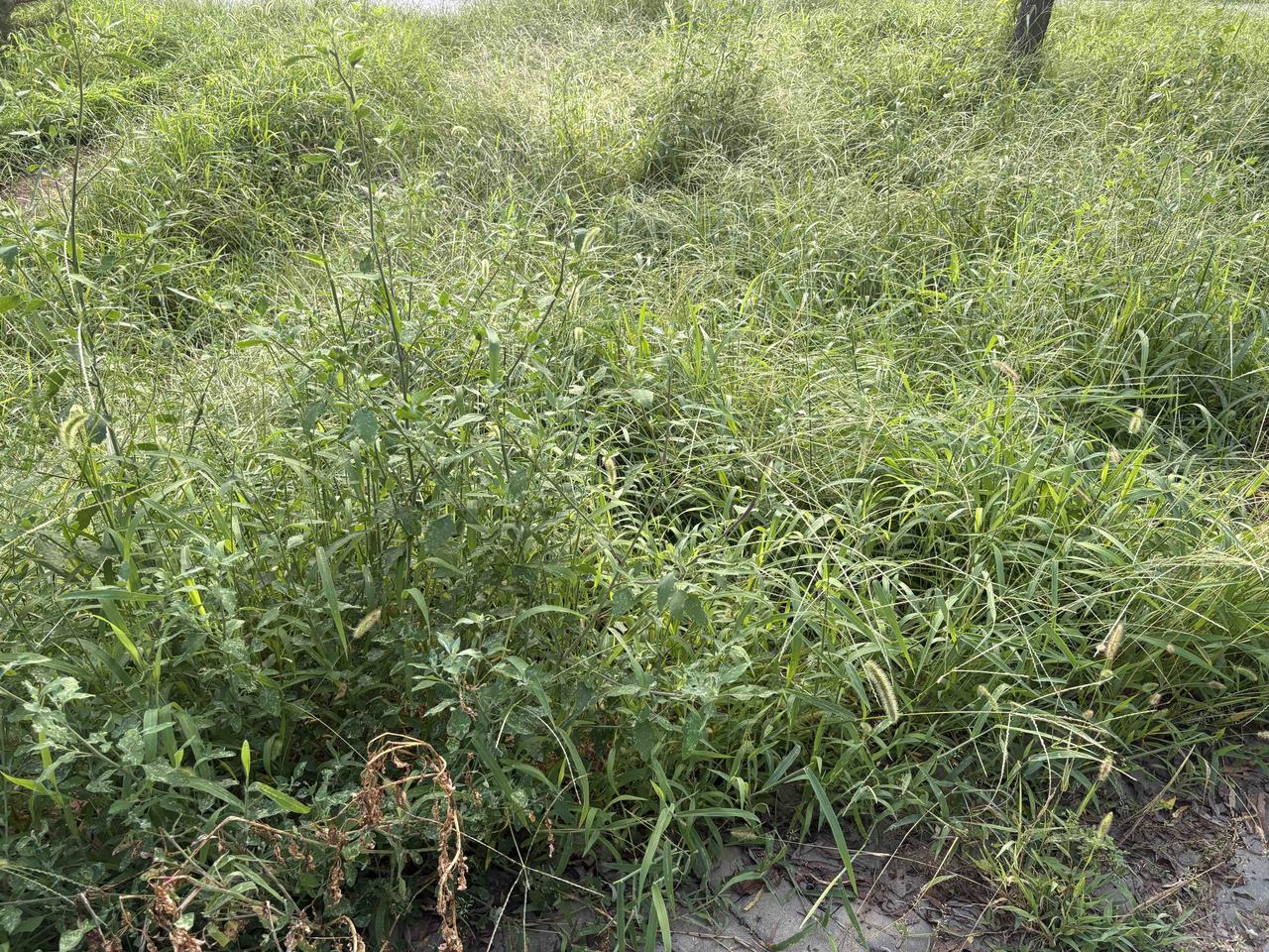 每每看到野地里或公路边又厚又老的野草，总有想用镰刀割它们的冲动。
这是我小时候的