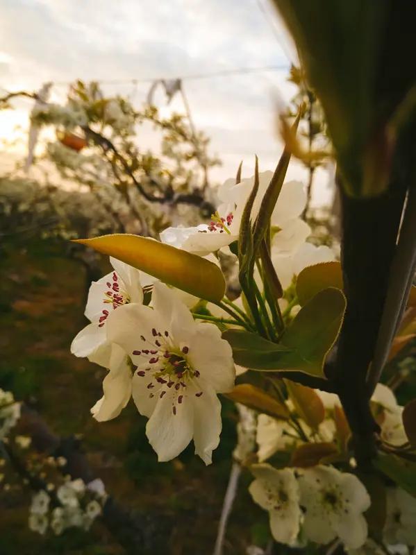 这首《七绝•梨云胜雪》写得真是绝妙！“漫卷梨云缀草堂”，瞬间将那如雪的梨花在风中