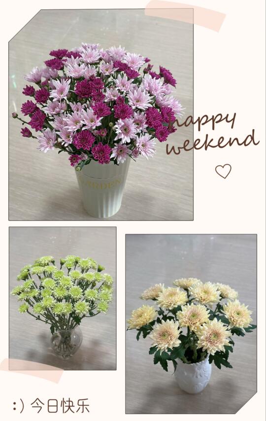 夏天养花的成就感—右划看小菊半个月的变化