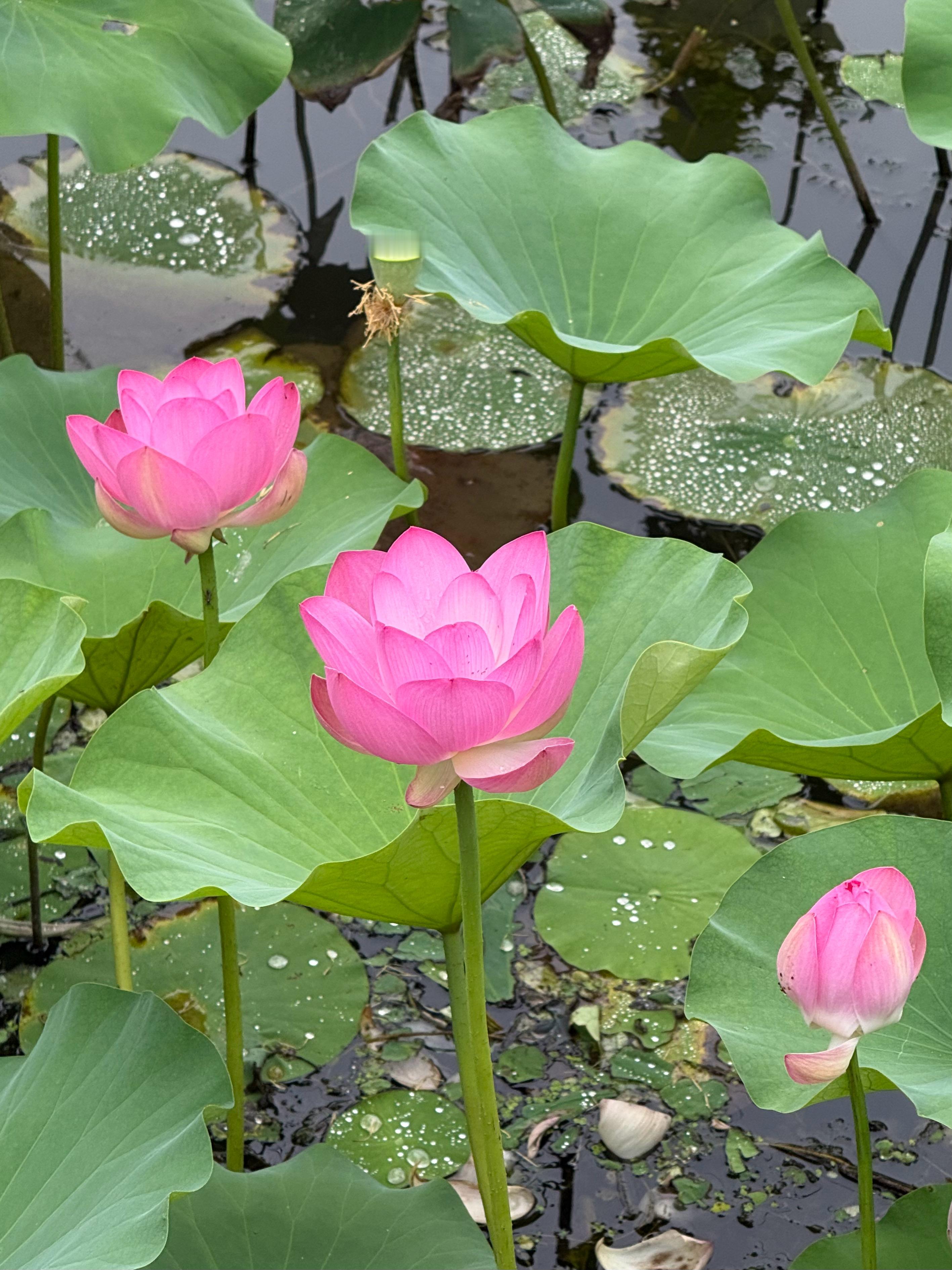 家附近荷花池已经开啦🪷 