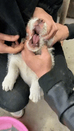 活吞黄鳝真能治病？😒😒😒