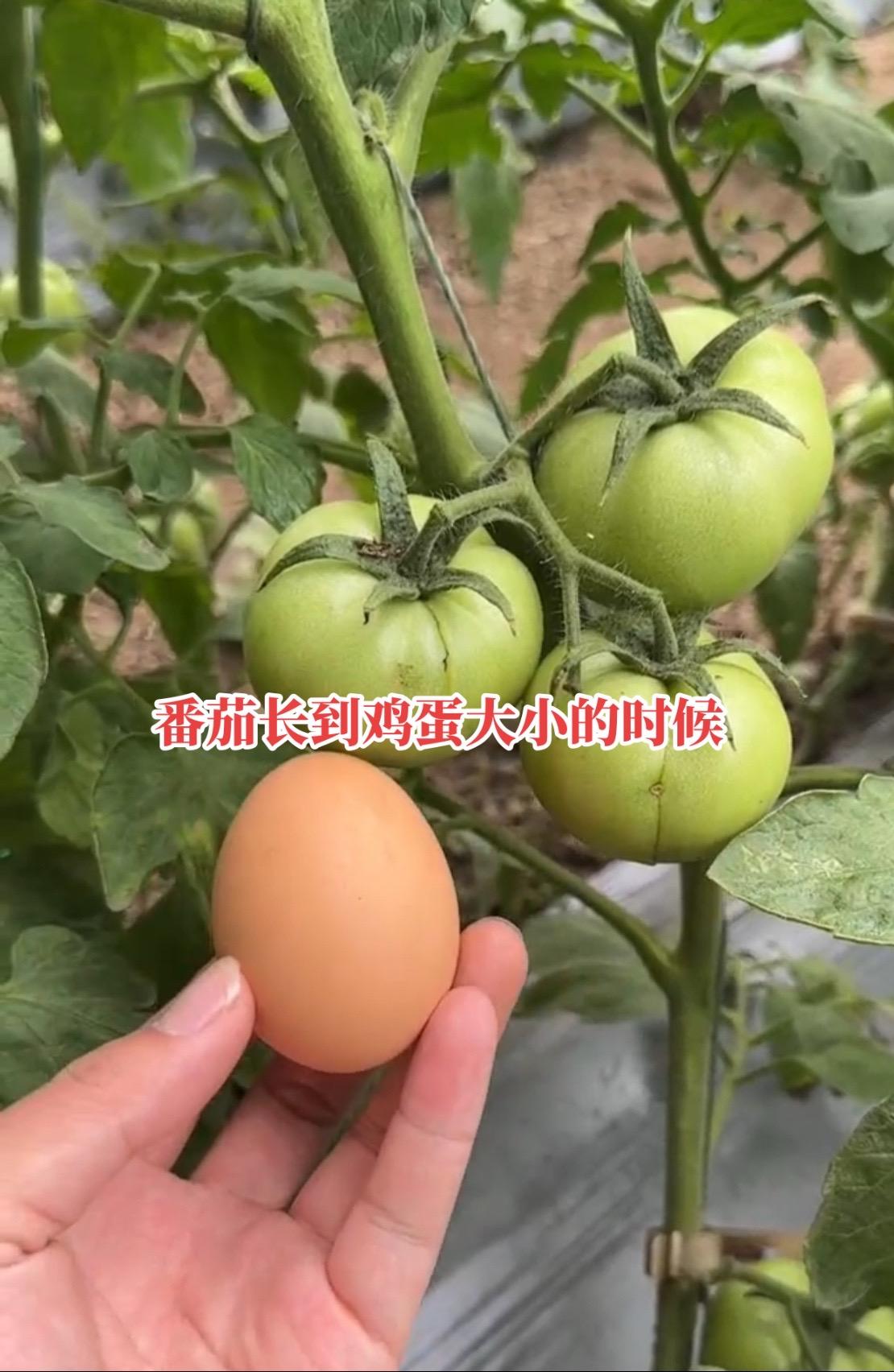 番茄长到鸡蛋大小的时候，用上这款配方，品质好，产量高 番茄种植 西红柿种植 病虫