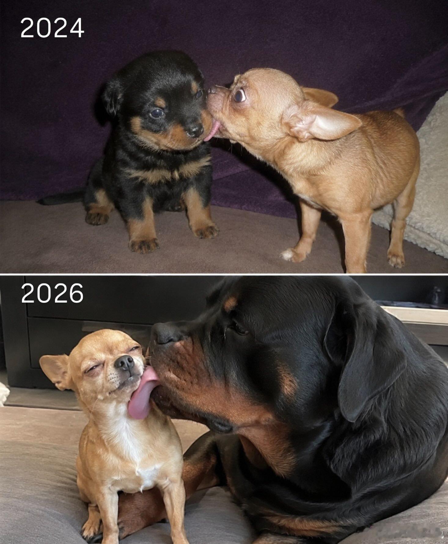 爱意永存🐕‍🦺🐕 ​​​