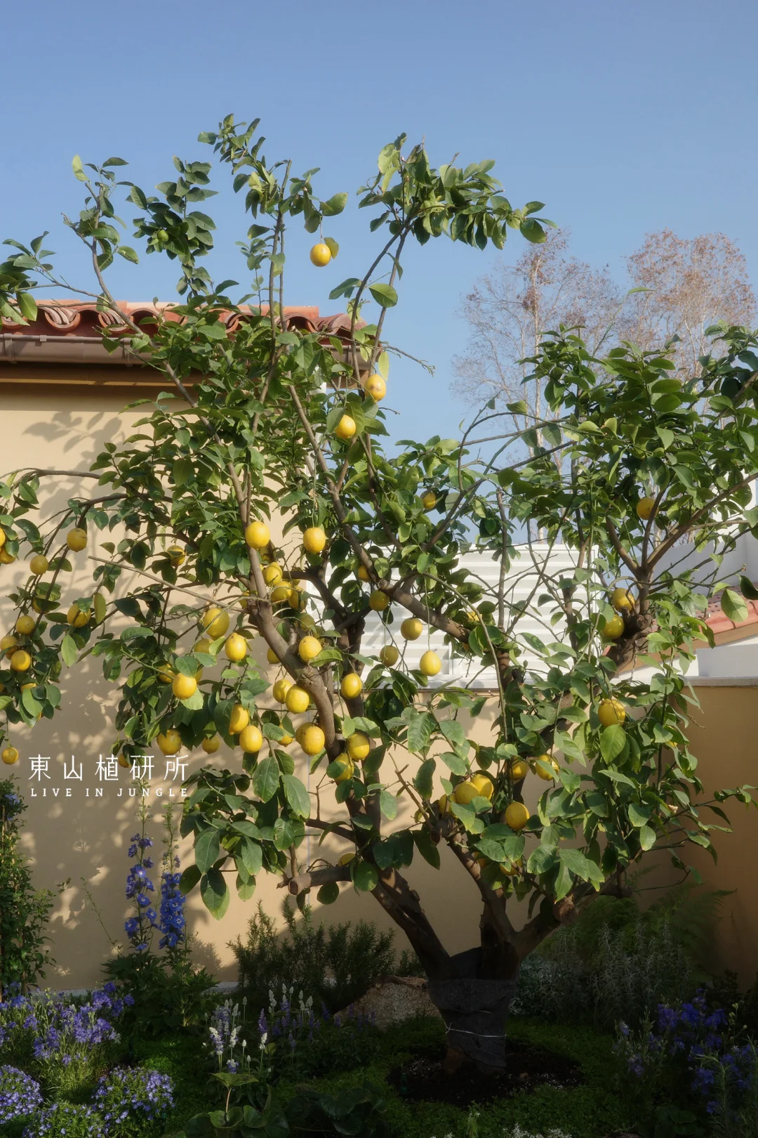 在广州阿那亚 拥有一座柠檬味的庭院花园