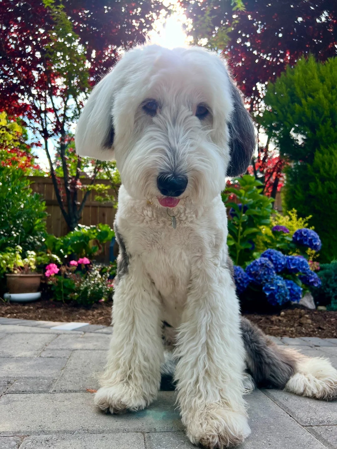 送大家几株绣球花！