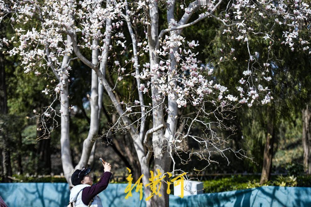 大明湖畔首批玉兰花悄然绽放！正月里的泉城，春风拂面，万物复苏，春天的气息正日渐浓