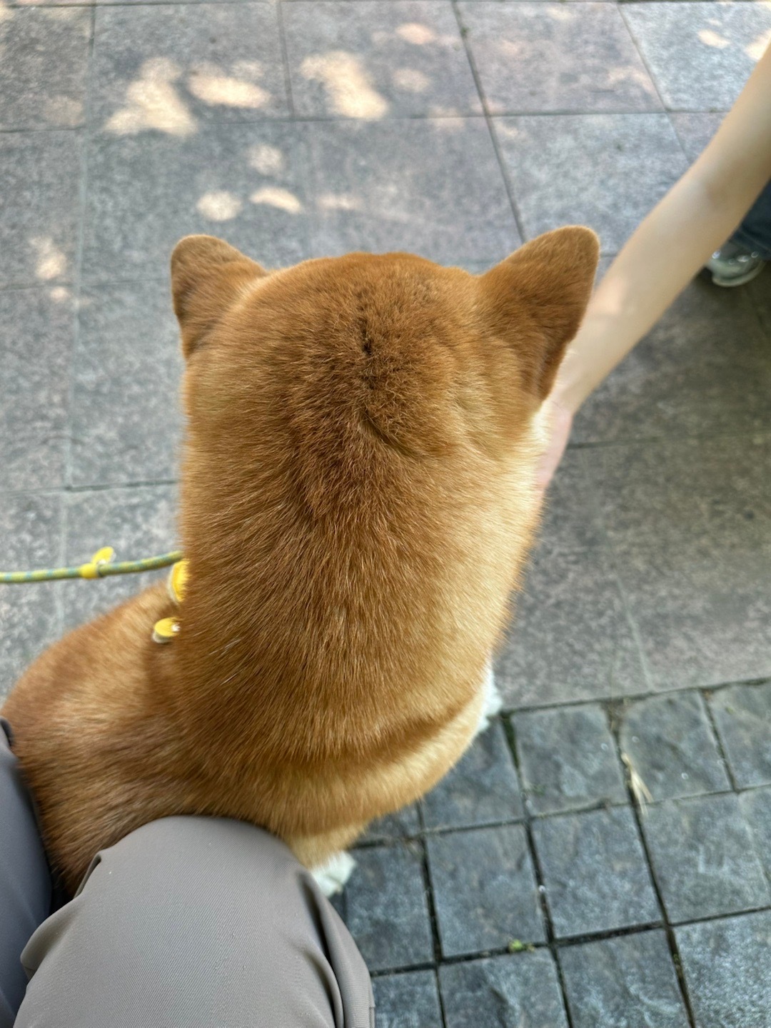 今天的电量完全是中午遇到的小柴犬给我的 特别亲人好rua…