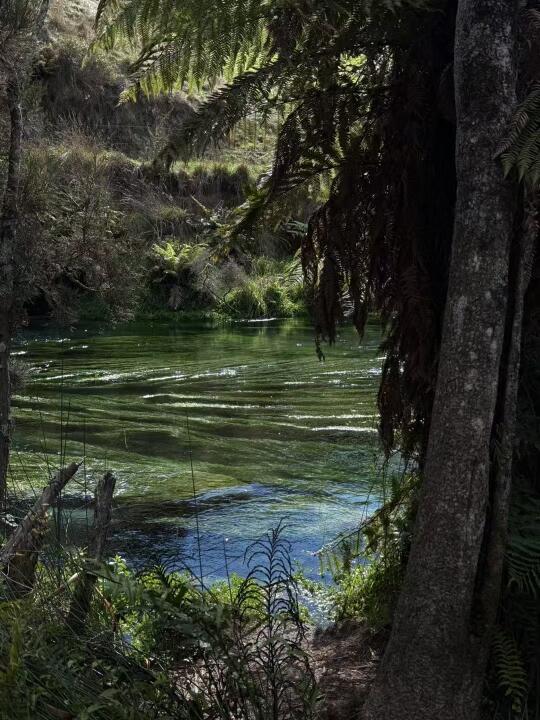 blue spring新西兰带爸爸出游中人还在哈