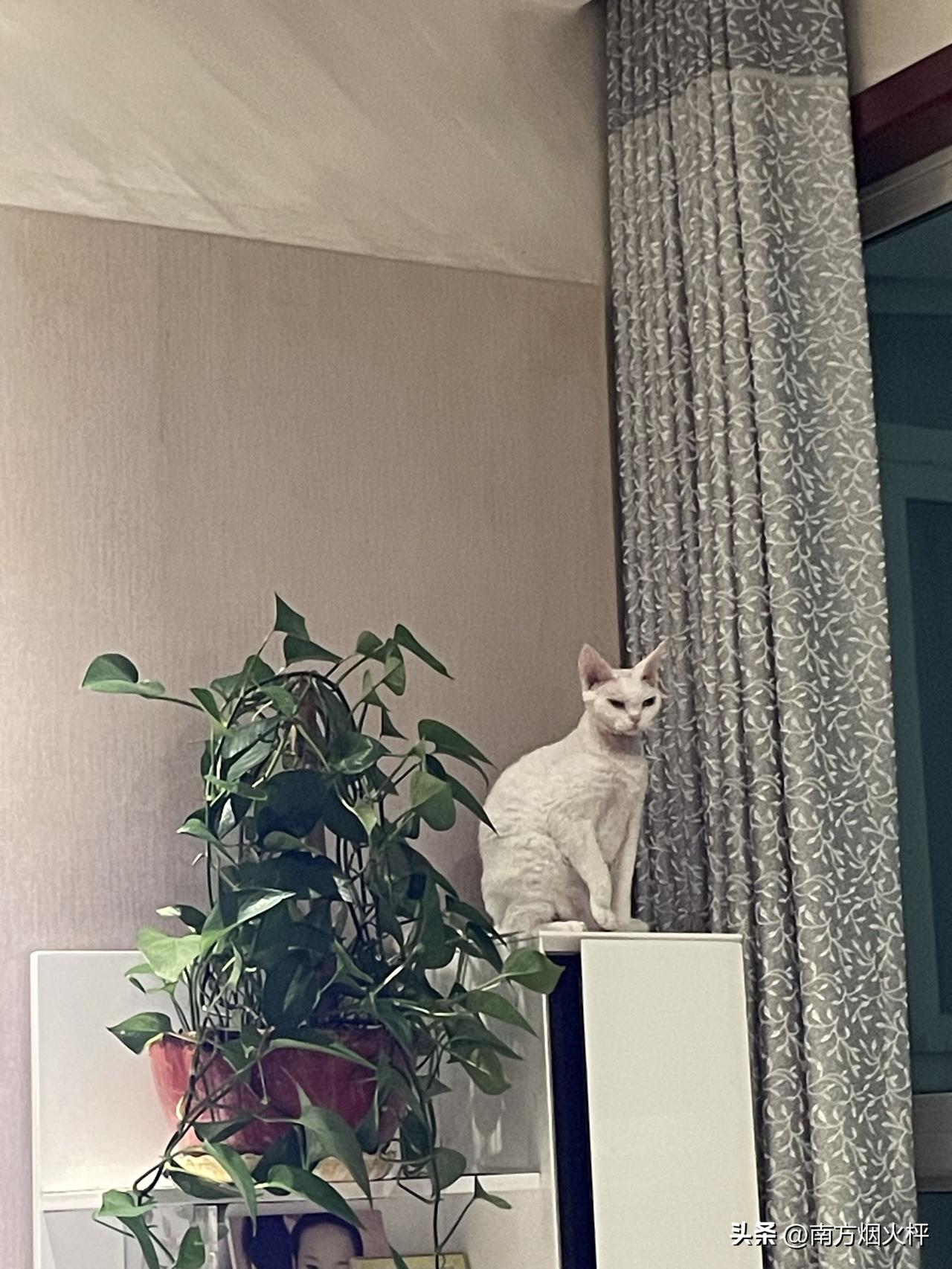 我家小猫咪的日常，千姿百态，图一，昨天晚上抓拍的，一只爪子正好提起来。
图二，图