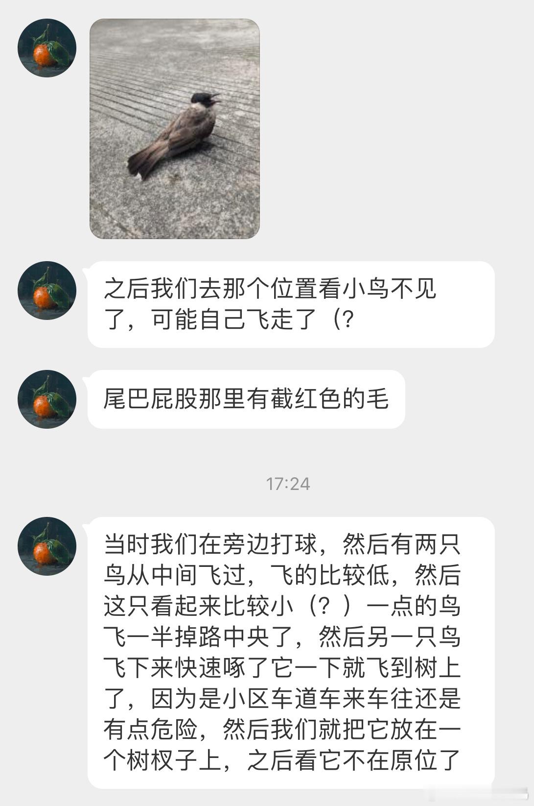 鸟粉投稿 紧急降落的【白喉红臀鹎bēi】看着也没有受伤 一会应该能飞走的 ​​​