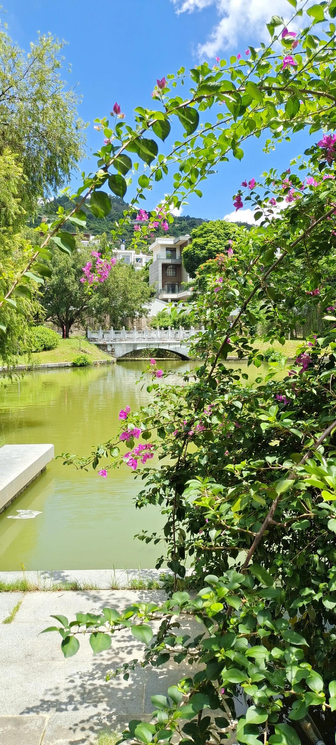 美丽的三角梅花，在秋天阳光的沐浴下红艳盛开，枝叶翠绿，迎风招展！