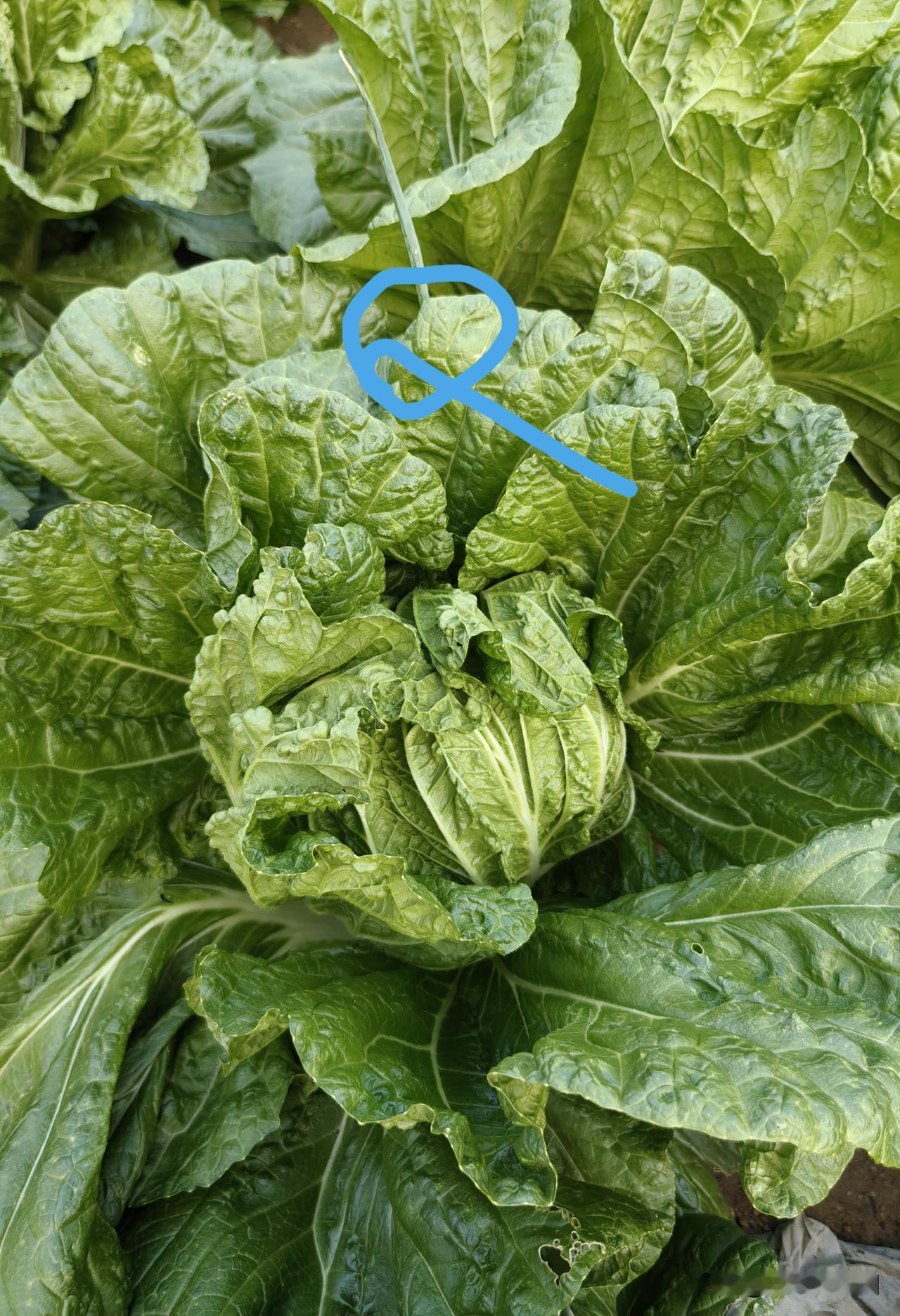 大白菜烂心是怎么回事?

大白菜烂心，大多原因是过度管护所致。

大白菜的种植历