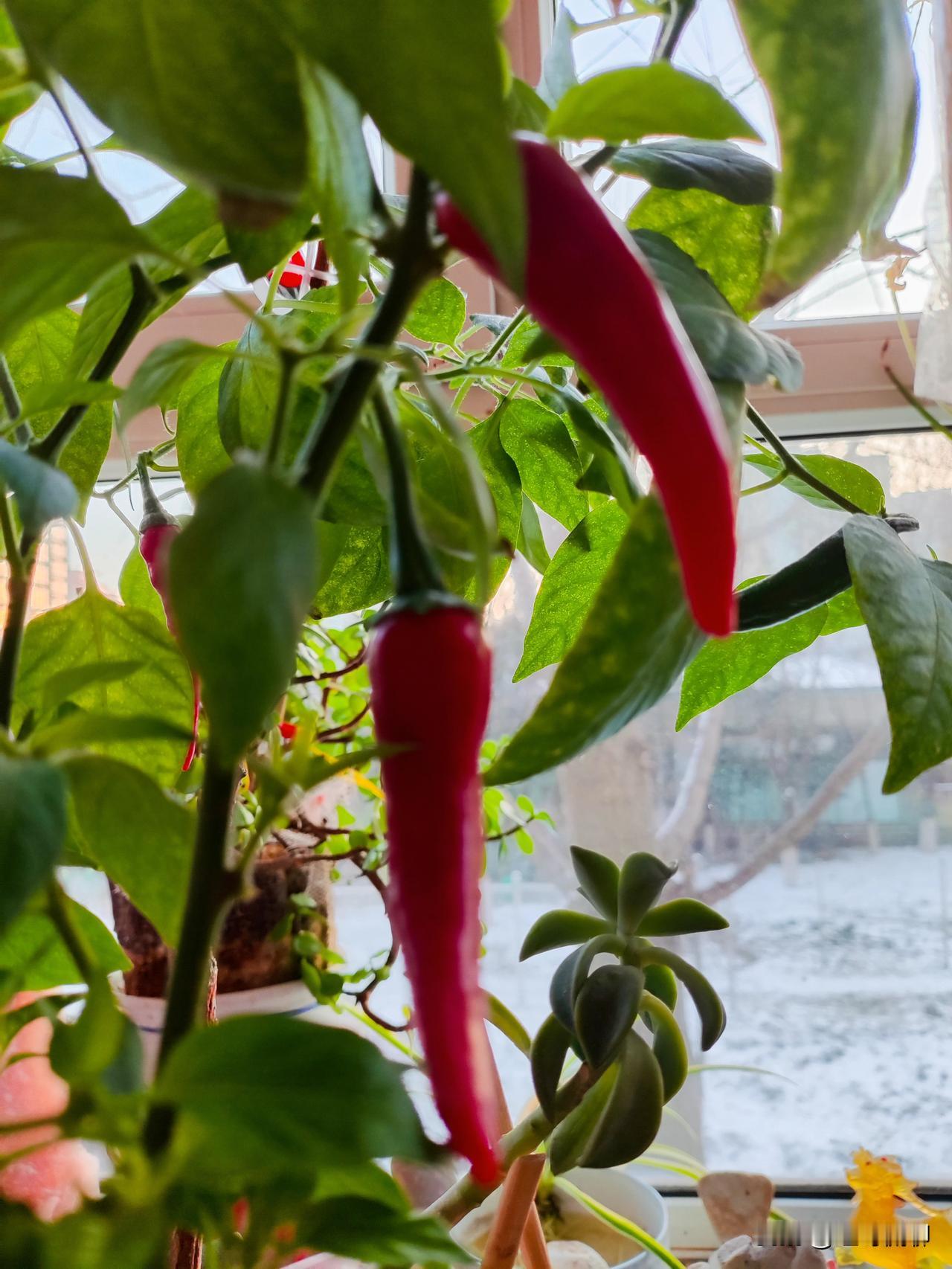 拉尼娜情况是，海面会刮起强劲的东风，海水温度异常偏低。这时，沿岸的冷水鱼群会异常