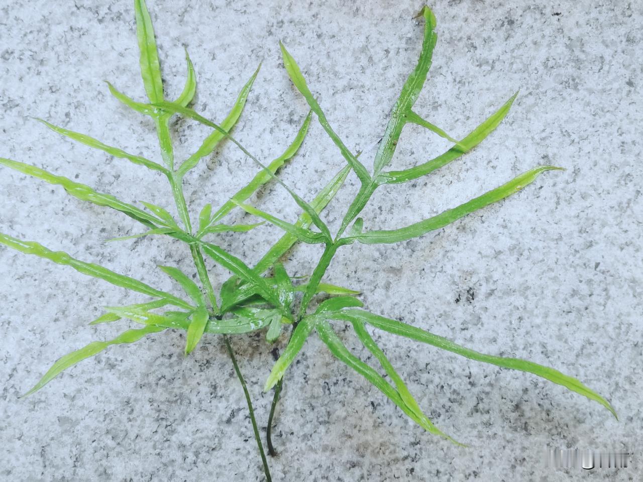 人群聚集的地方，无非在做三件事情：
拐弯抹角的炫耀自己，
添油加醋的贬低别人，