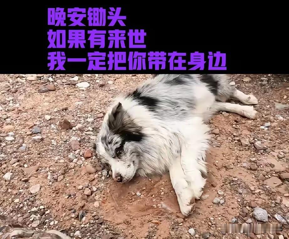 大快人心！偷狗贼终于栽了！这回瘦猴硬气了，绝不留情！

这事儿说出来都气得肝疼—
