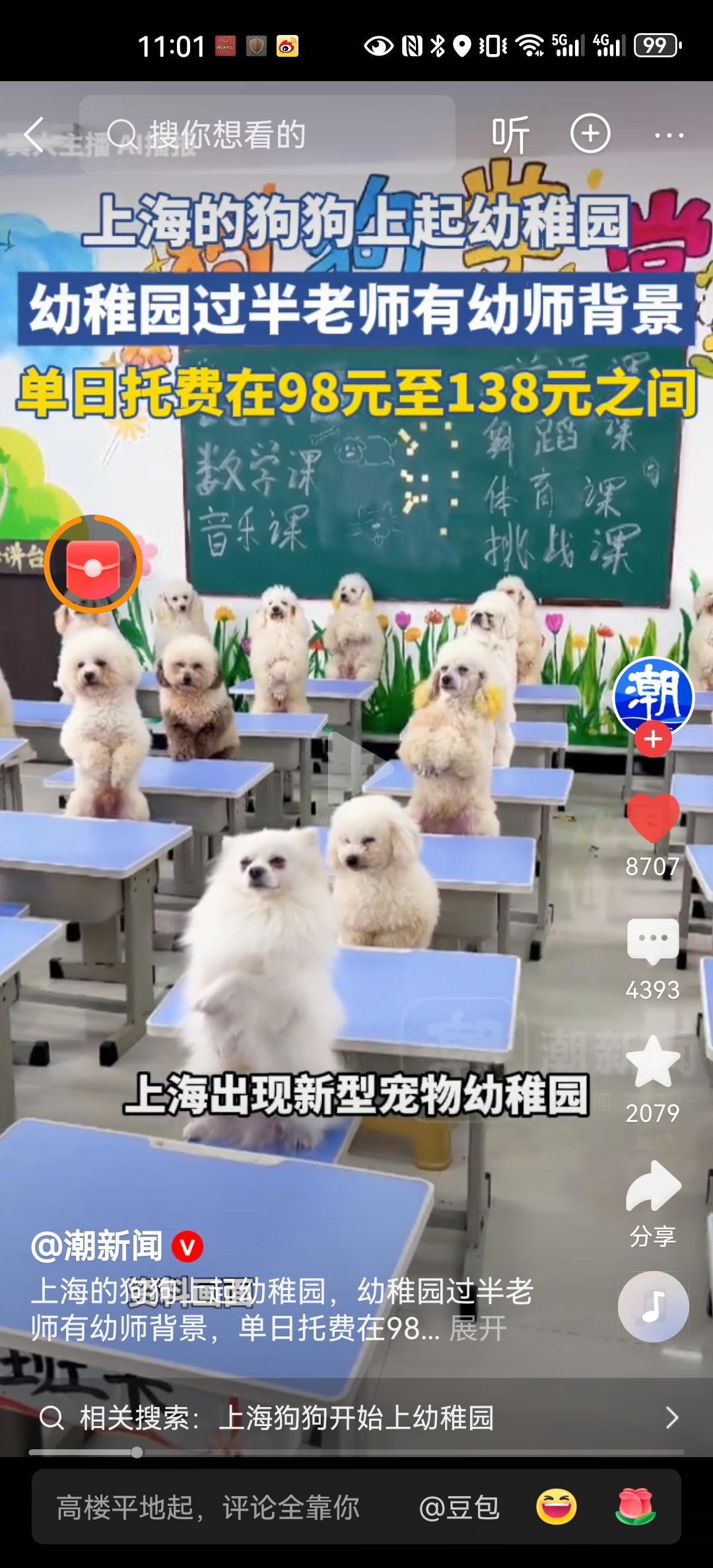 上海有一位95后女生桃桃，给6个月的萨摩耶报了幼儿园。日托188，亲子课368，