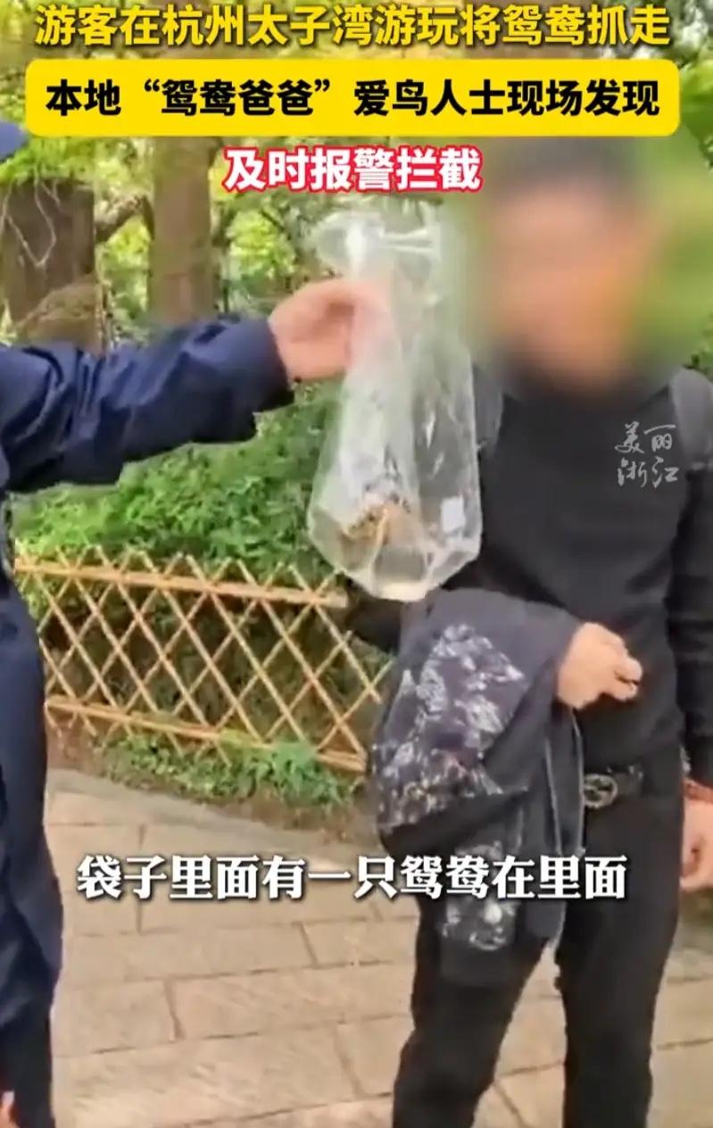 杭州太子湾公园夫妻偷抓小鸳鸯，行为太离谱

真是胆大包天！5月4日报道，杭州太子
