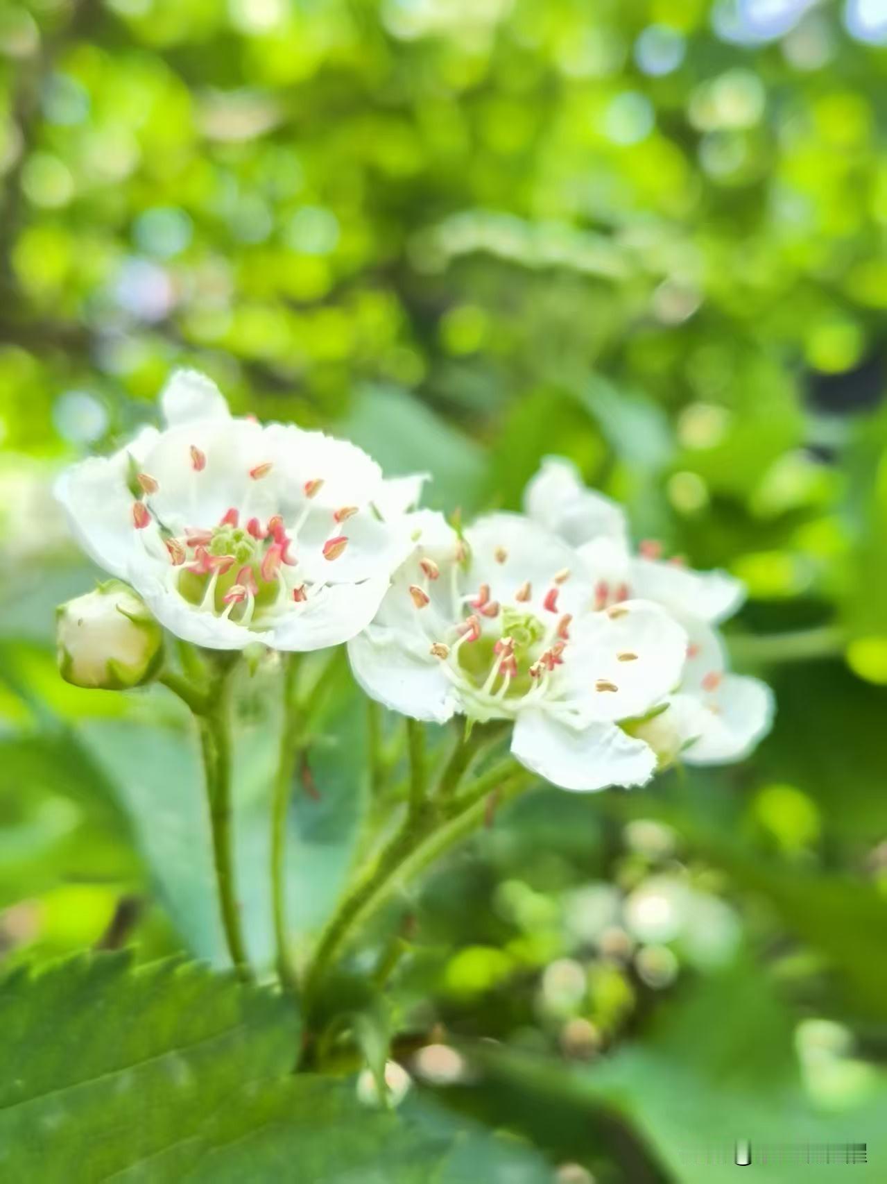 人民公园里的这棵山楂树，花开的太旺了。一朵朵的山楂花洁白如雪，黄色花蕊的点缀，显
