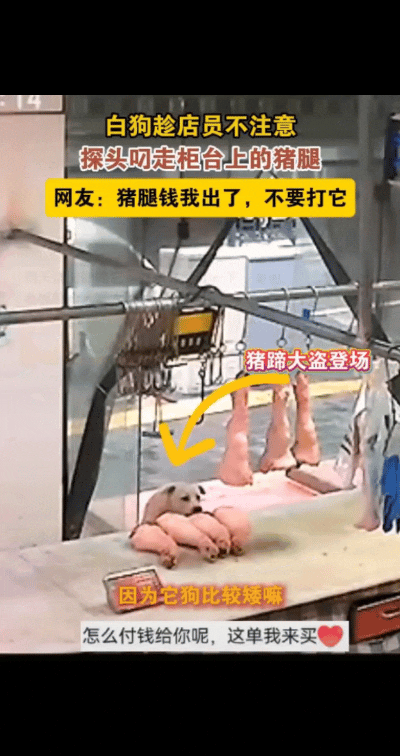 狗子上演“偷肉大逃亡”，“本想找狗主人，结果网友抢着买单！”陕西肉店被狗叼走猪腿