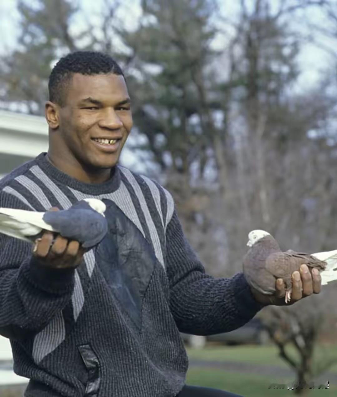 泰森原来如此喜欢鸽子，这是以前不知道的事情，当年在全场上如此凶猛强悍的他，原来也