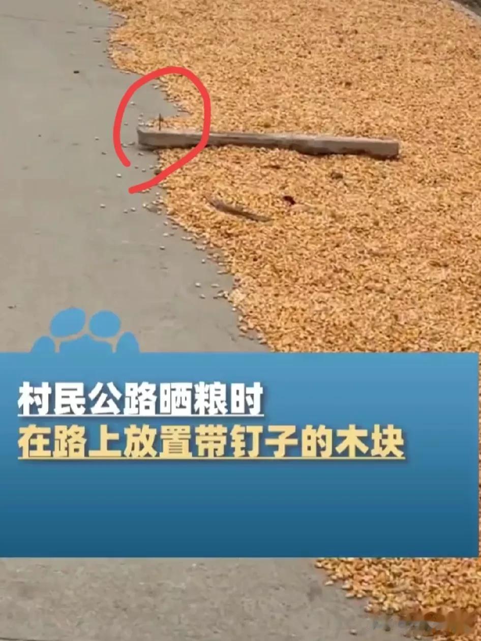 性质恶劣！村民公路上晒玉米，围挡木板放钉子，过往车辆轮胎纷纷被扎破。

当前正是