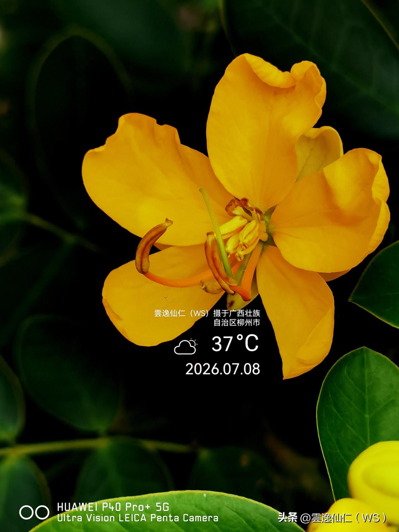 月居生活记录（10268）广西壮族自治区柳州市（306）花儿随拍29：双荚决明、