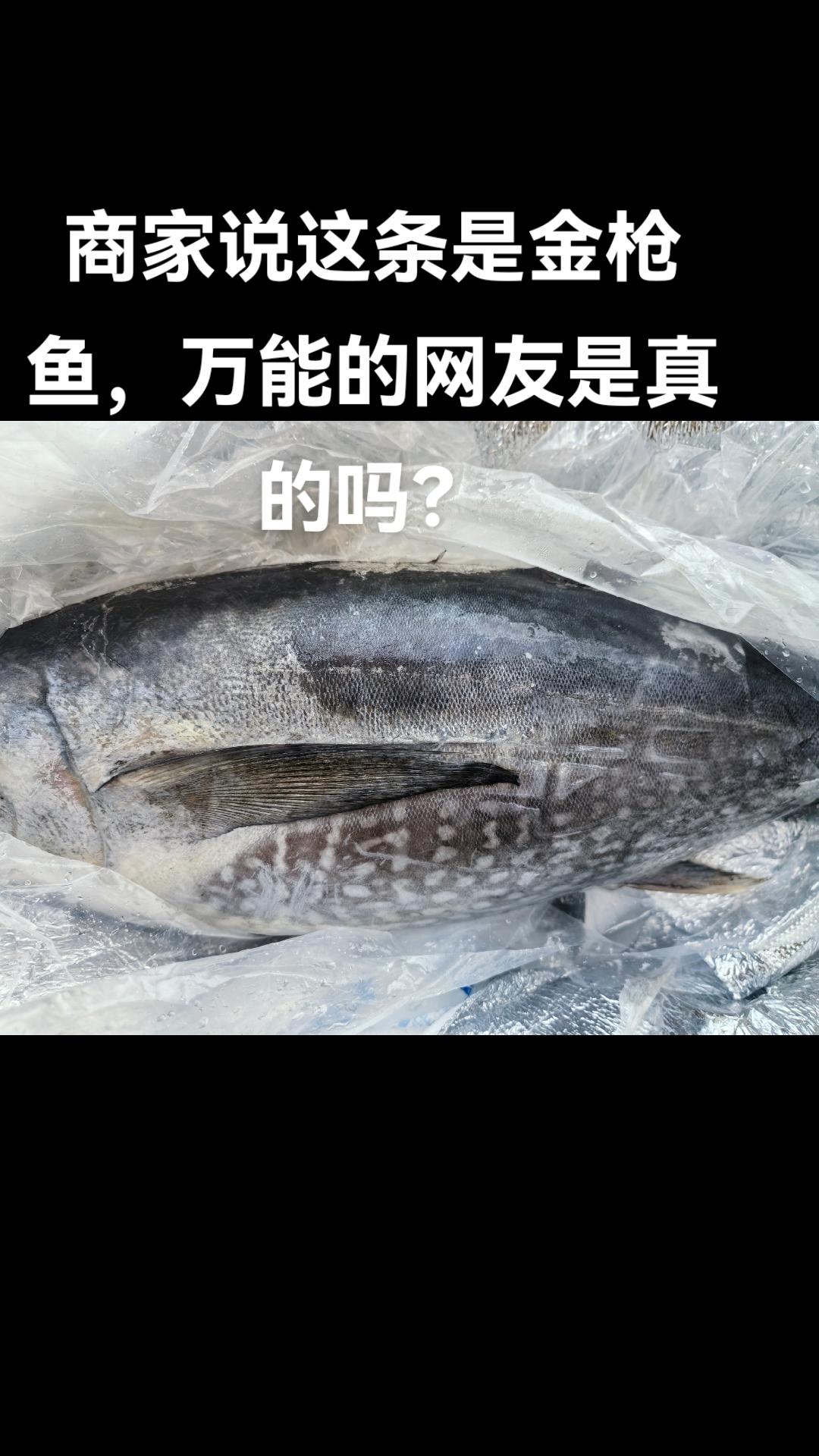 实拍原视频 海鲜知识 金枪鱼 强烈推荐 每日分享