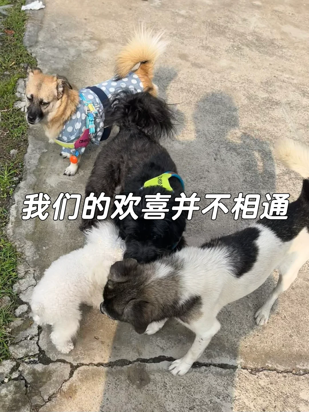 我虽然不是人 但你们是真的狗
