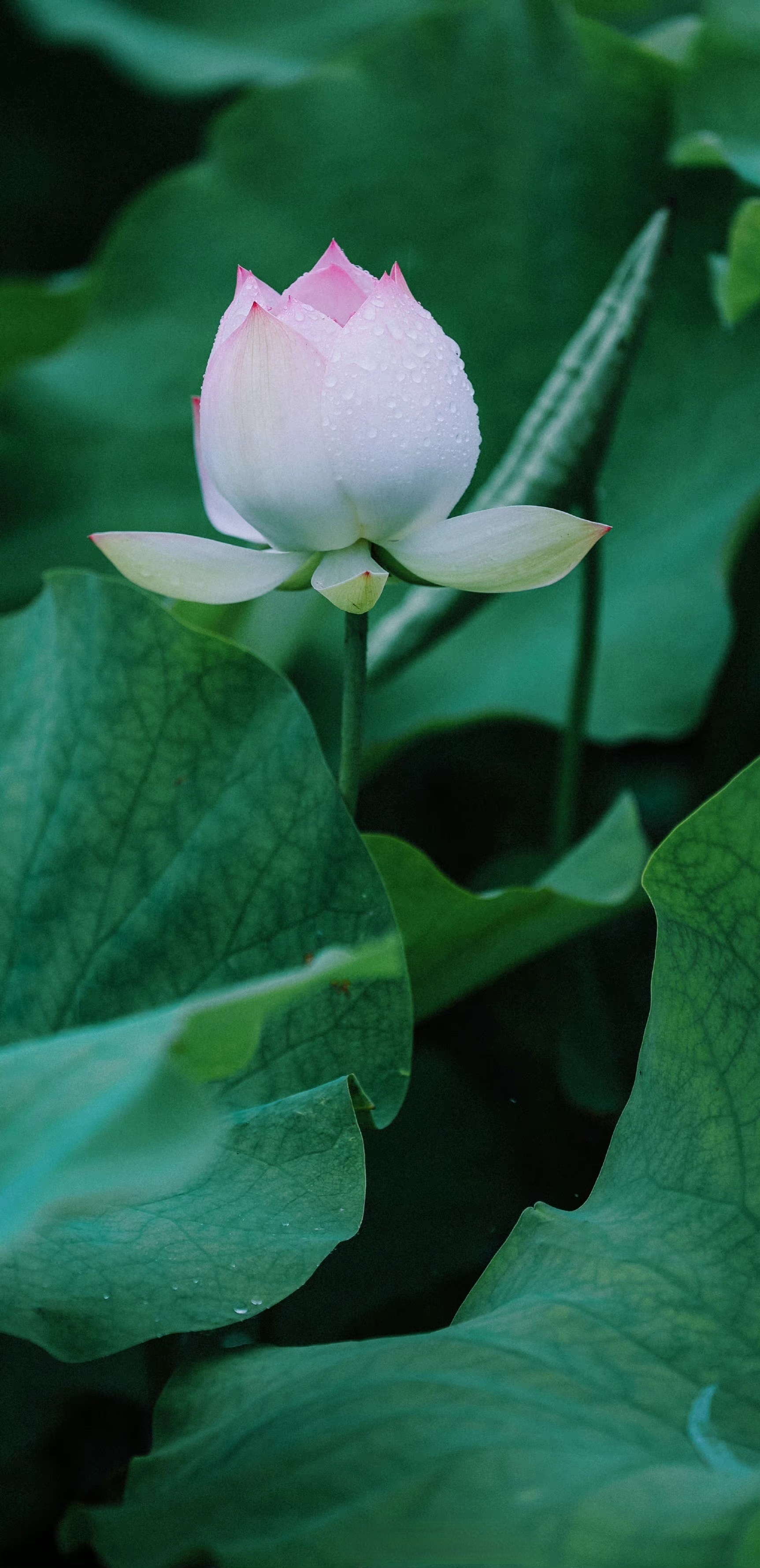 分享图片 