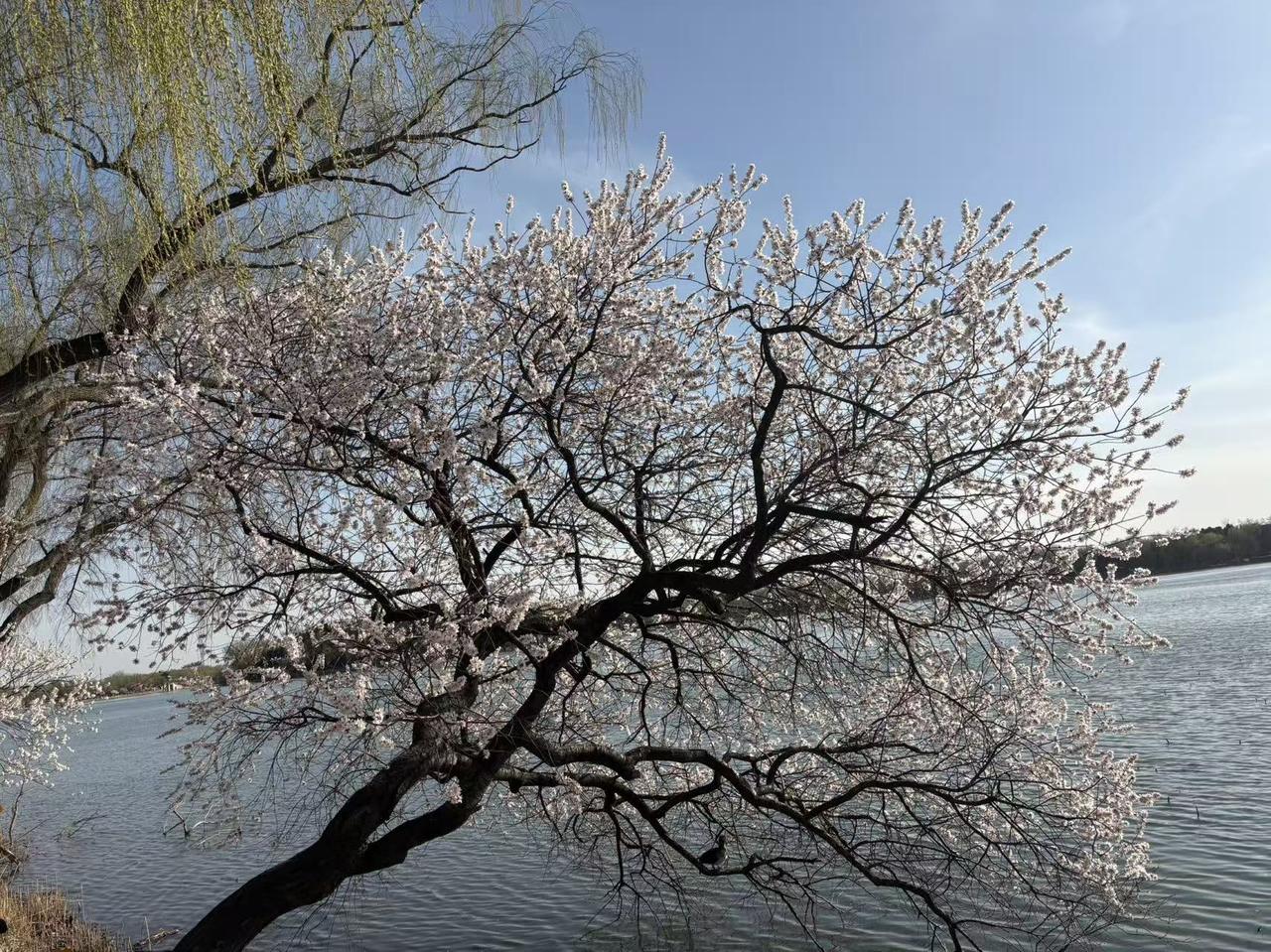 记录我的2026樱花在含苞待放