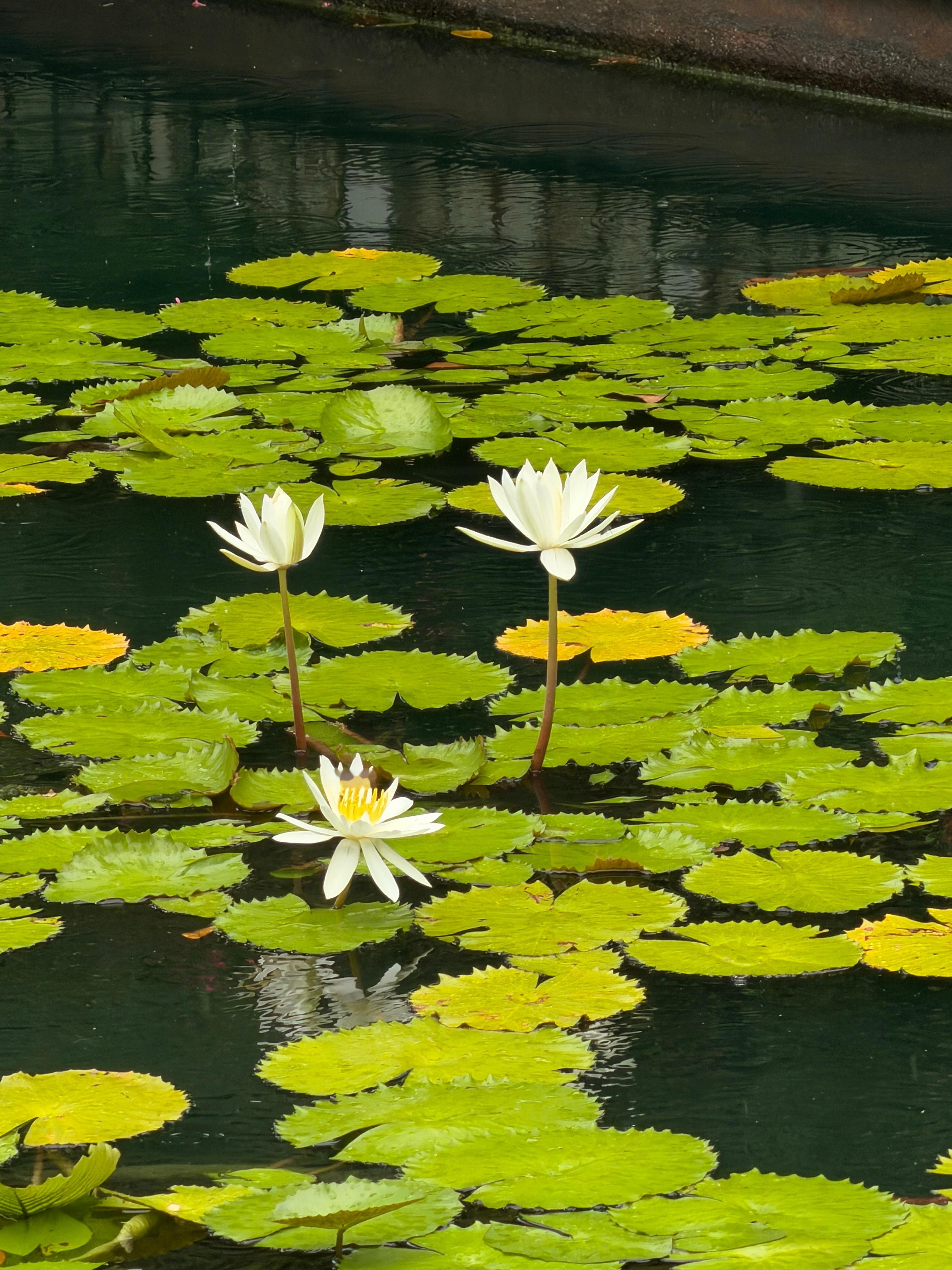 今天新加坡植物园顺路转了一下，和圆明园很类似，无论去多少次，都不可能把每个vie