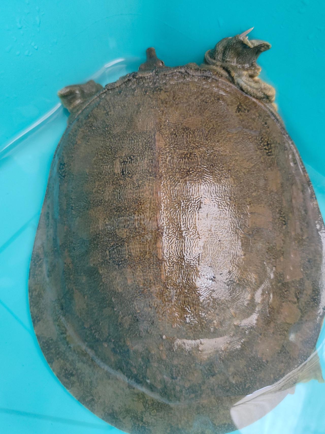 帮出4只大河野生甲鱼