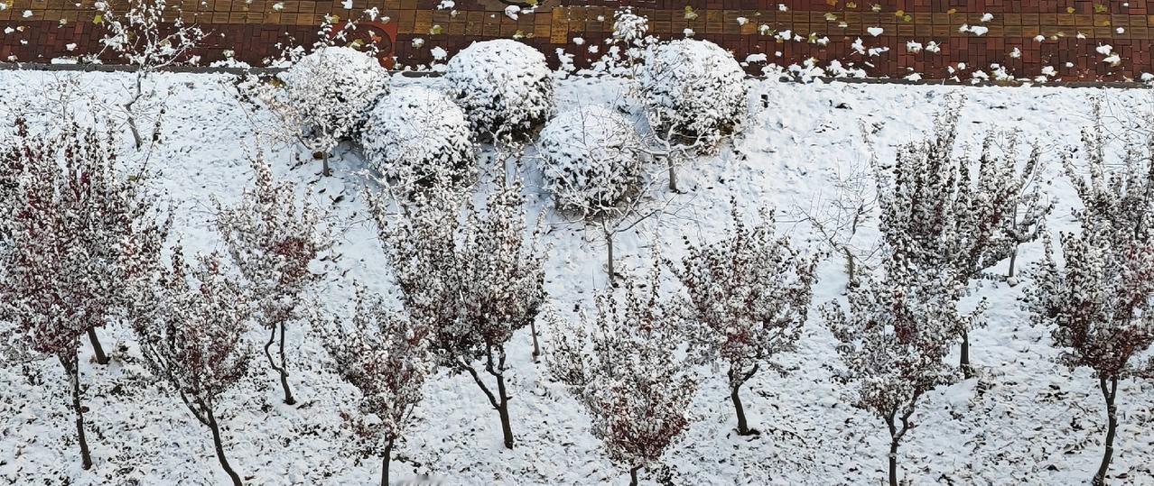 2025年12月2日16:20烟台的雪停了，绿化带里的植物披上了一层厚厚的绒装，