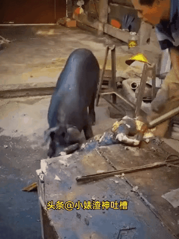 动物就是动物没有人类的感情
自己的同类也吃
真是让人大跌眼镜啊！[尬笑]