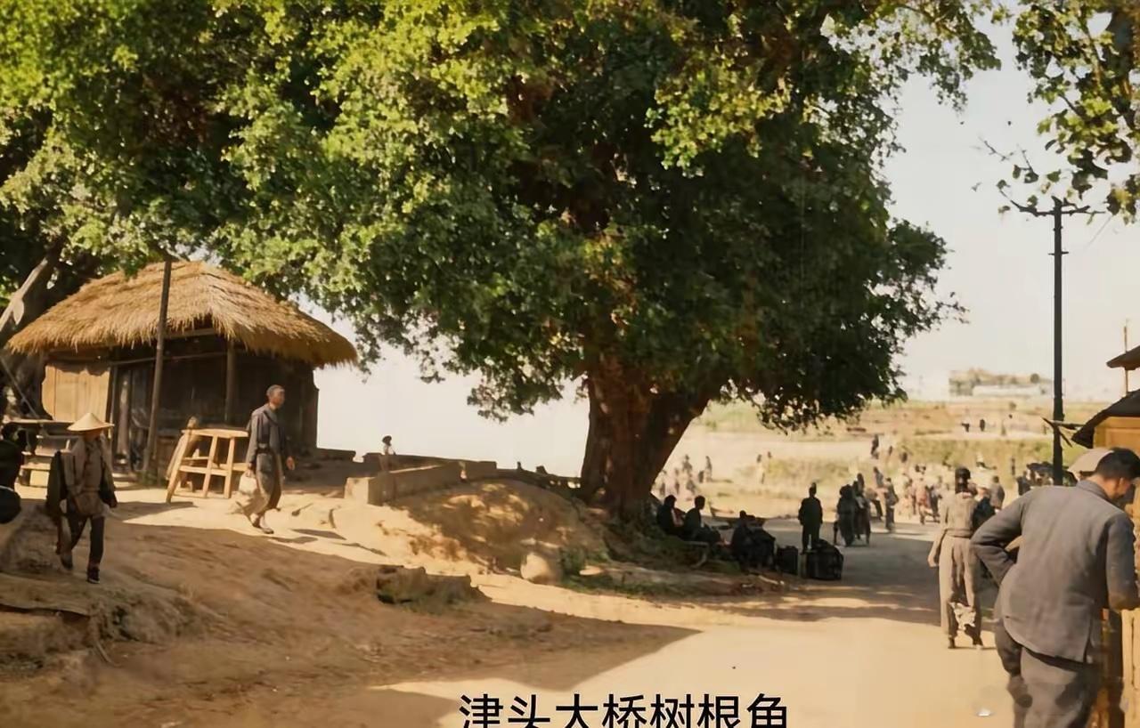 五十年代南宁津头的照片五十年代津头的照片，不知津头大桥和这颗树在什么位置 